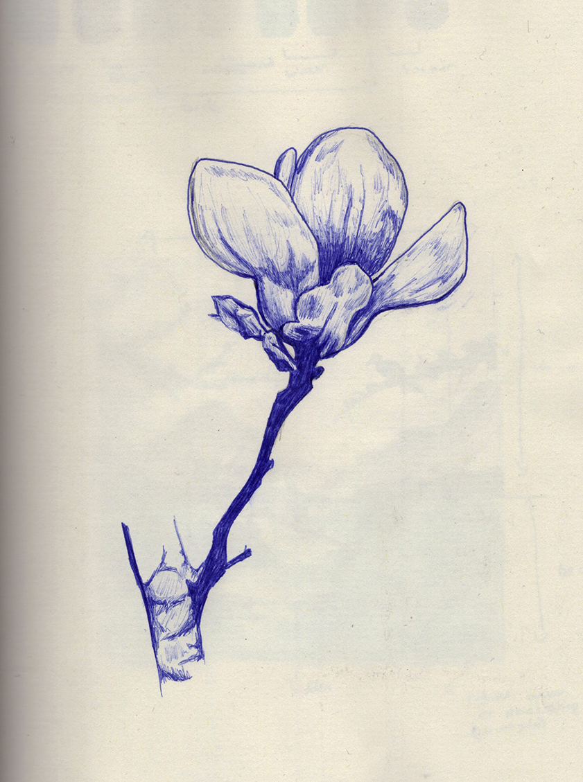 drawings
