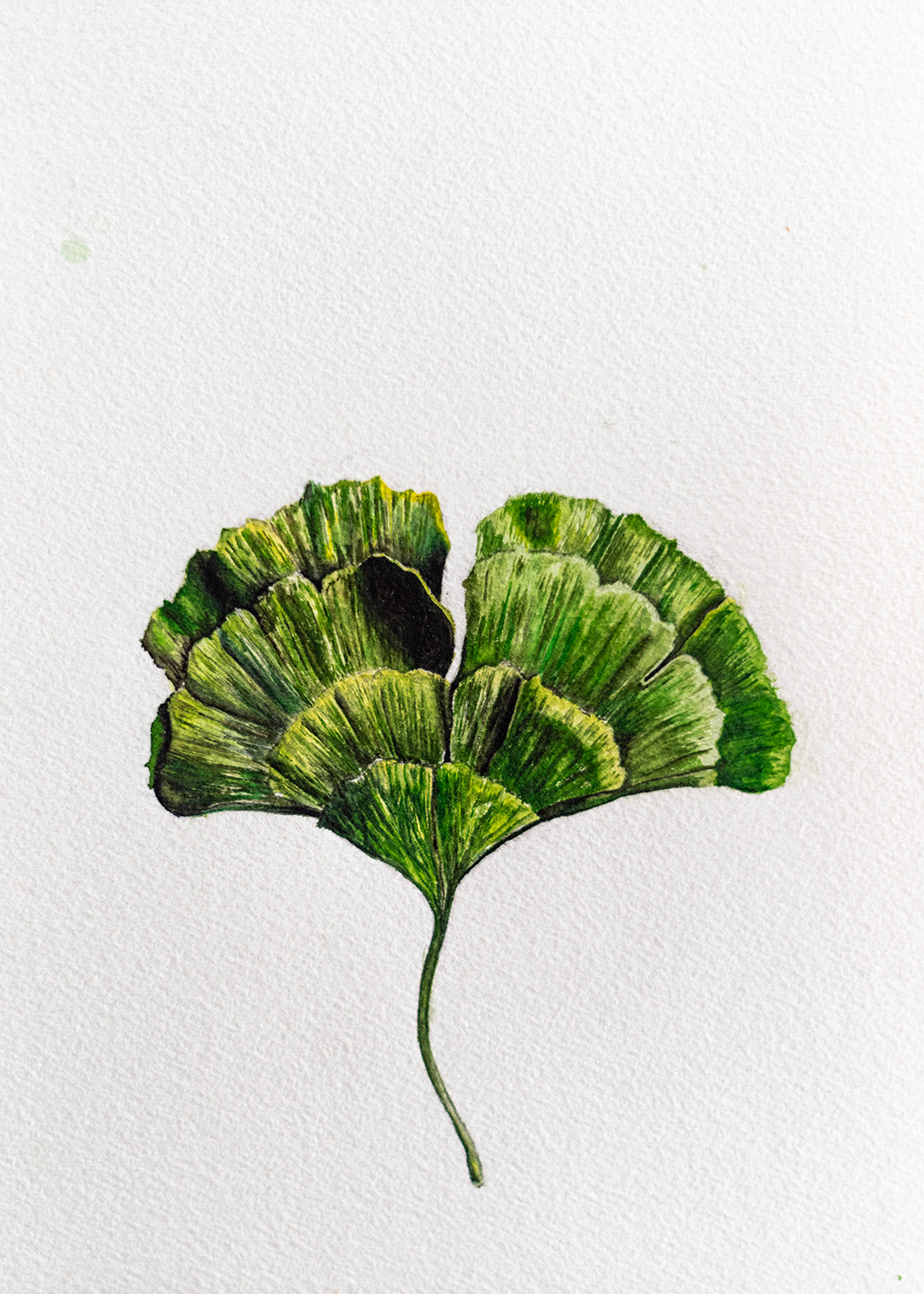 drawings